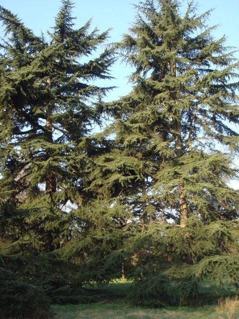 Cedrus deodara 2